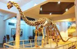 The museum has a unique section named dinosaurian which was launched in the year 2000 with some ancient excavations like Yamanpalliensis and Kotasauru
